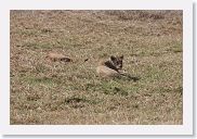 07IntoNgorongoro - 150 * Lounging Lionesses.